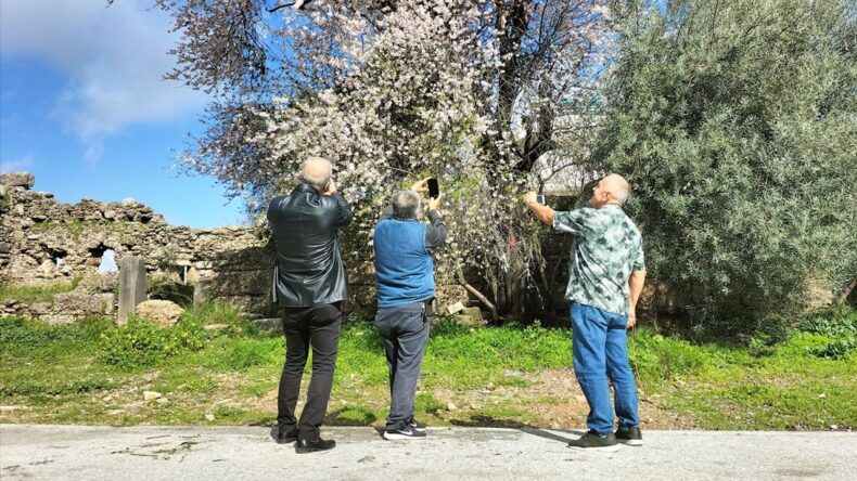 Manavgat’ta Badem Ağaçları Çiçek Açtı