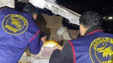 Manavgat’ta Küçükbaş Hayvan Hırsızlığı: 4 Şüpheli Yakalandı