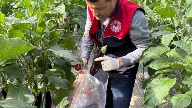 Manavgat’ta Sera Hasat Öncesi Pestisit Denetimi Yapıldı