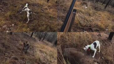 Mersin’de Av Sırasında Domuz Saldırısı Kamerada