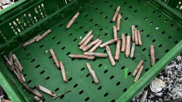 Mersin’de Fırtına Sonrası Binlerce Kargı Midyesi Sahile Vurdu