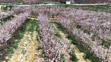 Mersin’de Kayısı Ağaçları Çiçeklendi