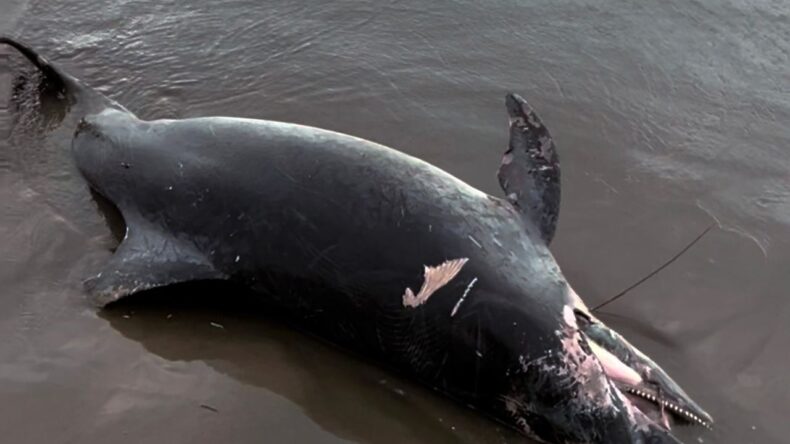 Ölü Yunus Sahile Vurdu: Deniz Hayatında Endişe Verici Gelişme