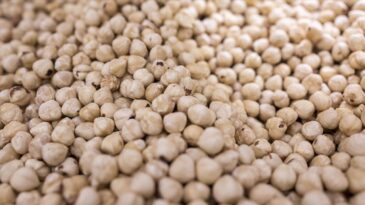 Türkiye Fındık İhracatında Rekor Gelir: 5 Ayda 973 Milyon Dolar