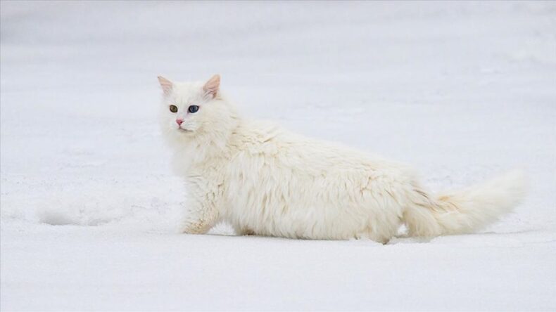 Van’da Orijinal Van Kedisi Yavru Sayısını Artırma Çabaları