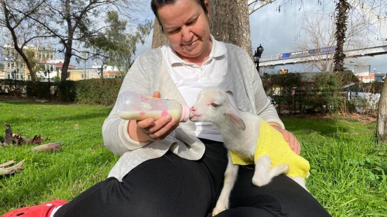 Yanından Ayırmadığı Kuzusunu Parkta da Misafirliğe de Götürüyor