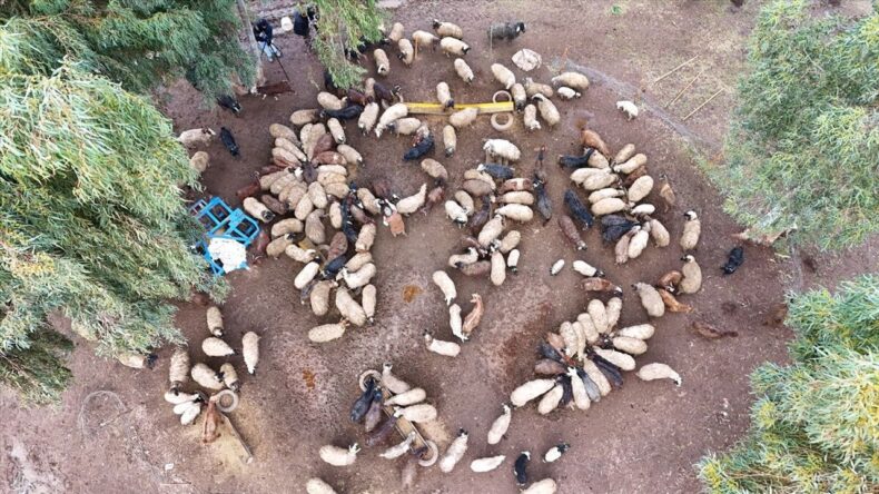 Kırıkhan’da Depreme Rağmen Sürüsünü Yeniden Kurdu
