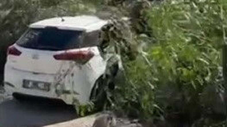 Adana’da Şiddetli Rüzgar Ağaçları Devirdi