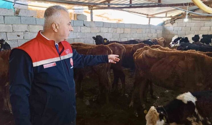 Kumlu’da Yerli Irk Hayvanlarla Büyükbaş Yetiştiriciliği İncelendi