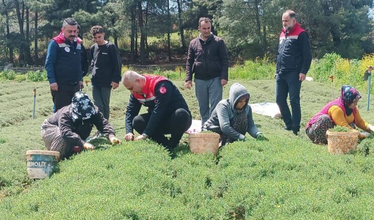 Altınözü’nde Zahter Hasadı Başladı