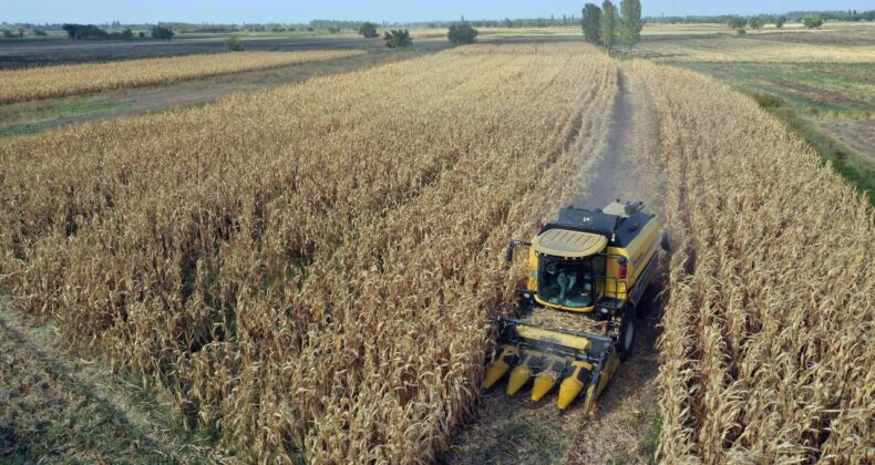 Hububat Üretiminde Bahar Yağışları ve Sıcaklıkların Önemi