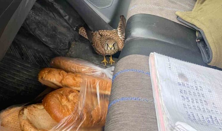Dörtyol’da yaralı atmaca araca sığındı