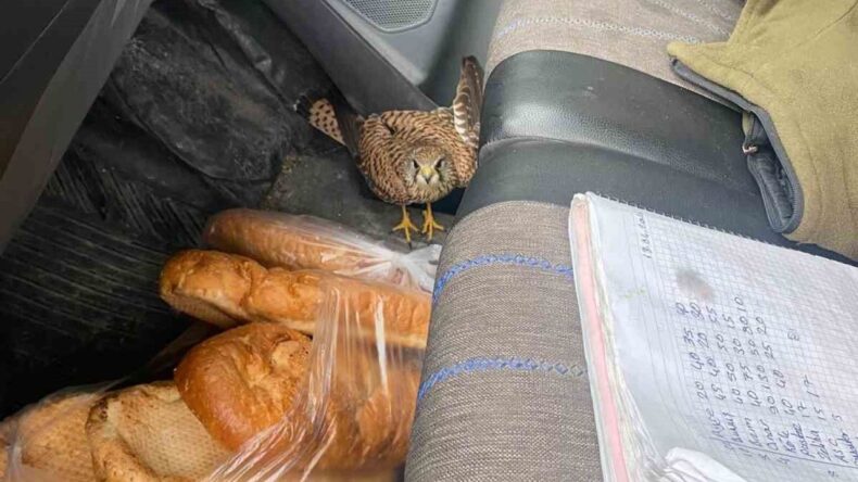 Dörtyol’da yaralı atmaca araca sığındı