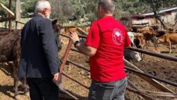 Adana’da Yerli Sığır Irkı ‘Güney Sarısı’ Üreticileri Sevindiriyor