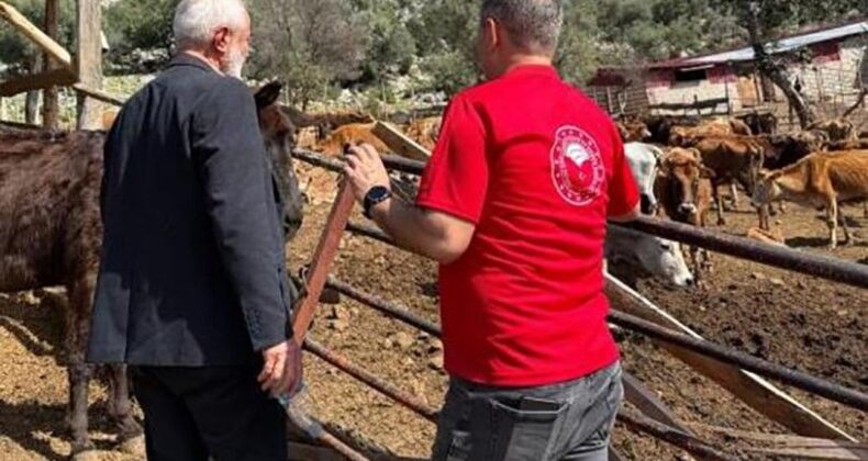 Adana’da Yerli Sığır Irkı ‘Güney Sarısı’ Üreticileri Sevindiriyor