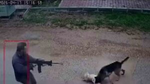 Antalya’da Sokak Köpeklerine Ateş Açan Şahıs Yakalandı