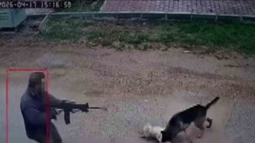 Antalya’da Sokak Köpeklerine Ateş Açan Şahıs Yakalandı