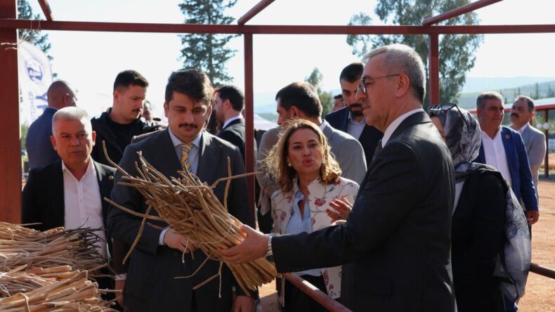Dev Proje İle Kırıkhan Kazanıyor: İstilacı Bitkiden Milyonluk Potansiyel