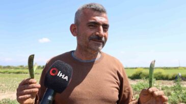 Adana’da Kozan Bezelyesi Hamsiye Benzetildi