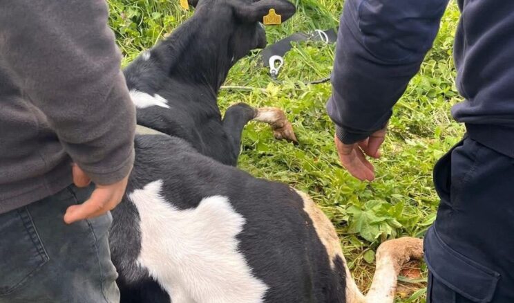 Yayladağı’nda Gölette Mahsur Kalan Büyükbaş Kurtarıldı
