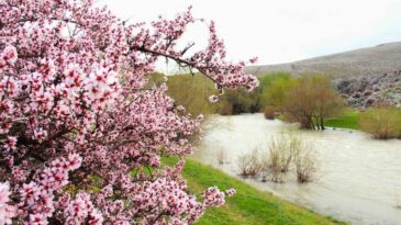 Hurman Çayı’nda Yabani Bademler Pembe Çiçek Açtı