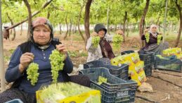 Silifke’de Sezonun İlk Üzümü Hasat Edildi