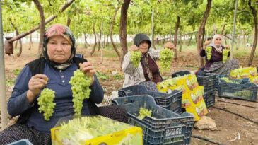 Silifke’de Sezonun İlk Üzümü Hasat Edildi