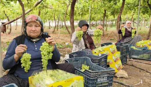 Silifke’de Sezonun İlk Üzümü Hasat Edildi