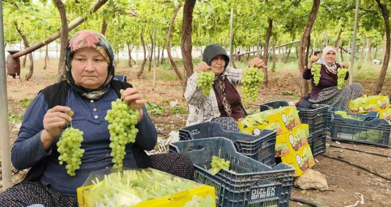 Silifke’de Sezonun İlk Üzümü Hasat Edildi