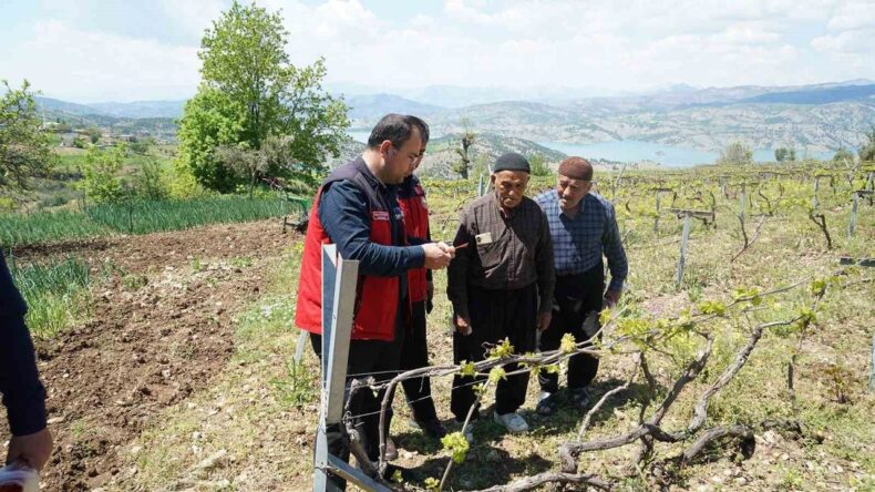 Kahramanmaraş’ta Kabarcık Üzüm’e koruma hamlesi