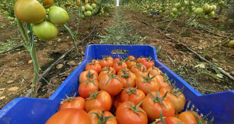 Antalya Hallerinde Domates Miktarı Azaldı, Fiyatı Arttı