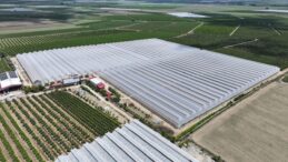 Yapay Zeka Destekli Beyaz Çilek Üretimi 5 Ülkeye İhraç Ediliyor