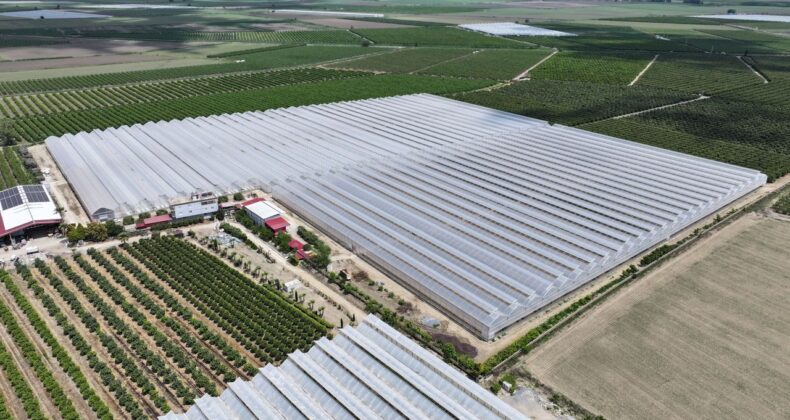 Yapay Zeka Destekli Beyaz Çilek Üretimi 5 Ülkeye İhraç Ediliyor