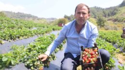 Çilek Hasadı Başladı: Kilosu 90 TL