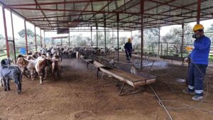 Antalya Büyükşehir Belediyesi’nden Karasinek Mücadelesi