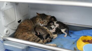 Bursa’da doğum yapan kedi başka yavruların da süt anneliğini üstlendi