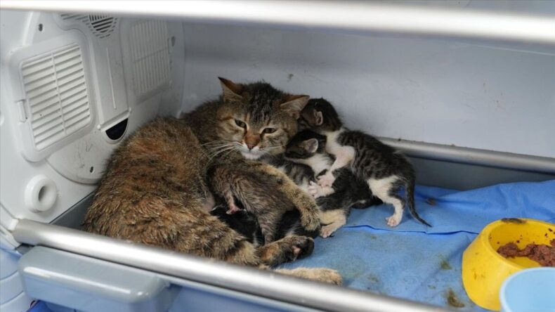 Bursa’da doğum yapan kedi başka yavruların da süt anneliğini üstlendi