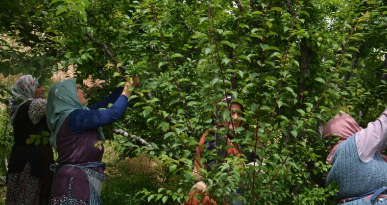 Gülnar’da tescilli Gezende eriğinde hasat dönemi başladı