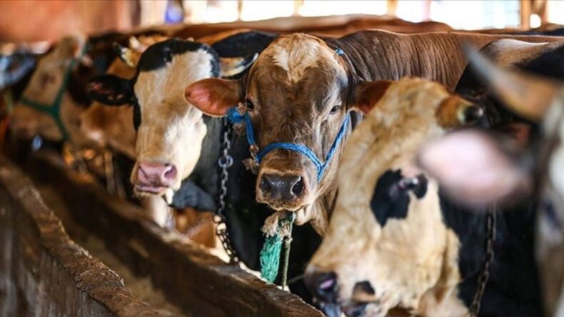 Kurban Bayramı Öncesi Kaçak Kesimlere Cezalar Artıyor