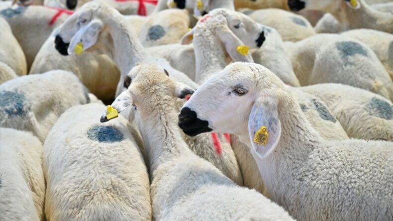 Kurban Bayramı Öncesi Kritik Uyarı