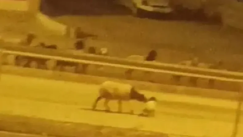 Kurban Bayramı Öncesi Firar Eden Koyunlar Gündem Oldu