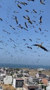 Arsuz Semalarında Göç Şöleni: Leyleklerin Afrika Yolculuğu Başladı
