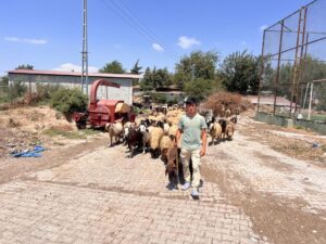 Antakya Paşahüyük’te Çobanlık Yapan Genç: Suriye’ye Dönmek İstemiyorum