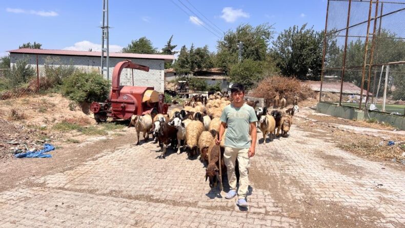 Antakya Paşahüyük’te Çobanlık Yapan Genç: Suriye’ye Dönmek İstemiyorum