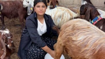 Kumlu’da 16 yaşındaki Esmanur hayvancılıkla ailesine destek oluyor