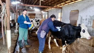Hatay’da Hayvancılıkta Dijital Dönem: Büyükbaş Hayvanlar Elektronik Küpeyle İzlenecek