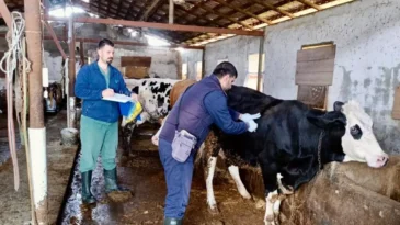 Hatay’da Hayvancılıkta Dijital Dönem: Büyükbaş Hayvanlar Elektronik Küpeyle İzlenecek