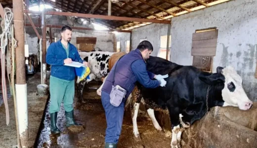 Hatay’da Hayvancılıkta Dijital Dönem: Büyükbaş Hayvanlar Elektronik Küpeyle İzlenecek