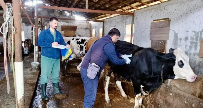 Hatay’da Hayvancılıkta Dijital Dönem: Büyükbaş Hayvanlar Elektronik Küpeyle İzlenecek