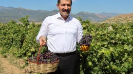 Hassa Üzüm Hasadı Başladı: Bu Yıl 85 Bin Ton Rekolte Bekleniyor